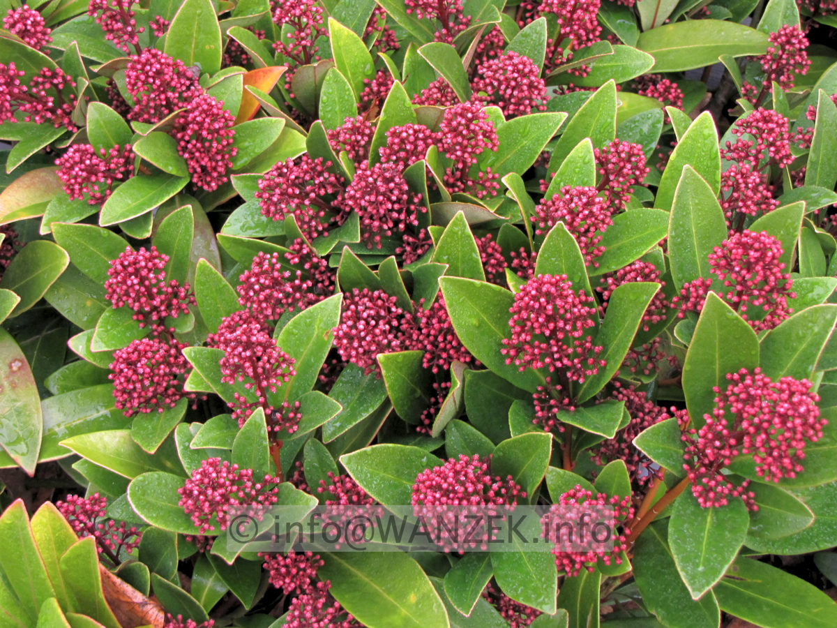 Skimmia japonica Rubella 01 Knospen.JPG